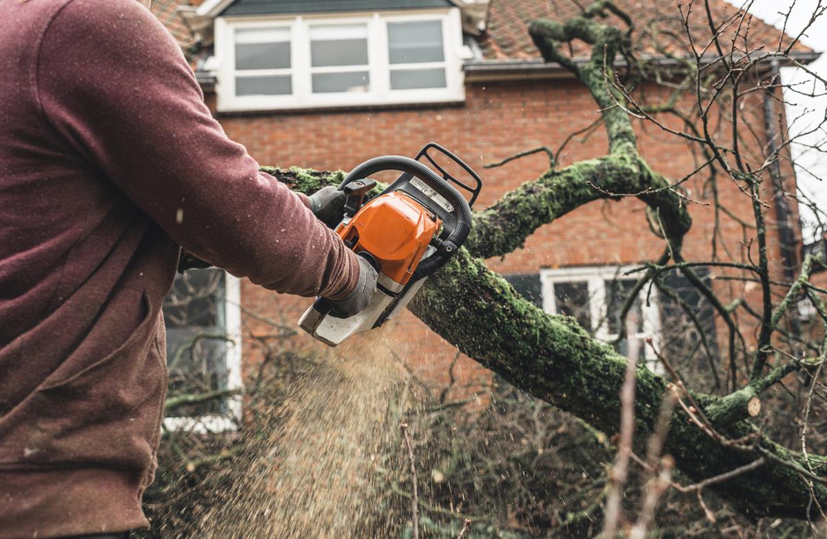 Tree Removal Thumbnail